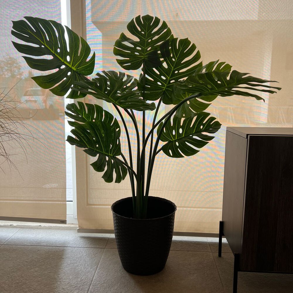 Monstera Premium 120 Cm. / 10 Hojas Arbusto Real image number 2.0