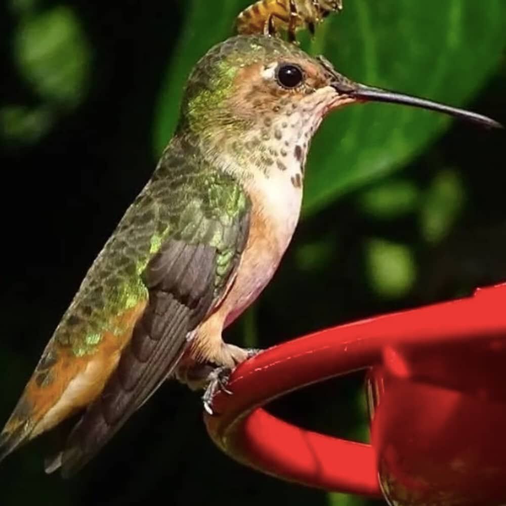 Bebedero Colibri 100% Resultados 4 Flores 1 Litro image number 2.0
