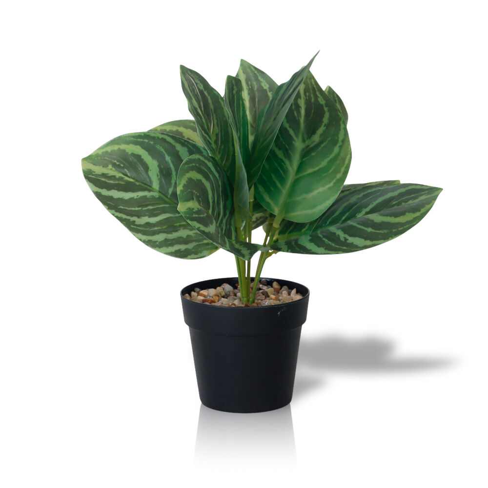 Planta Artificial Calathea 23x9 Cm image number 0.0