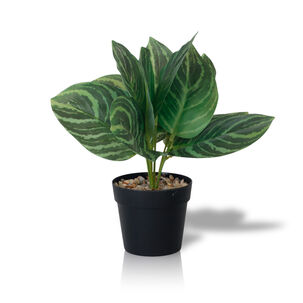 Planta Artificial Calathea 23x9 Cm