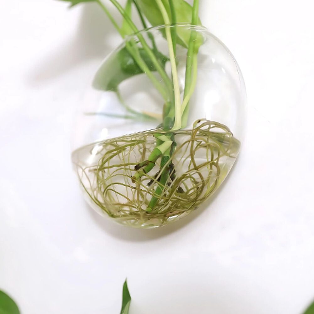 Pack 2 Macetas De Vidrio Colgante Transparente Pared 13cm image number 3.0