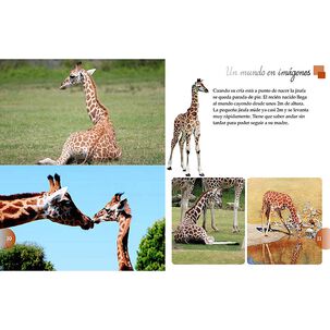 Los Animales Del Mundo