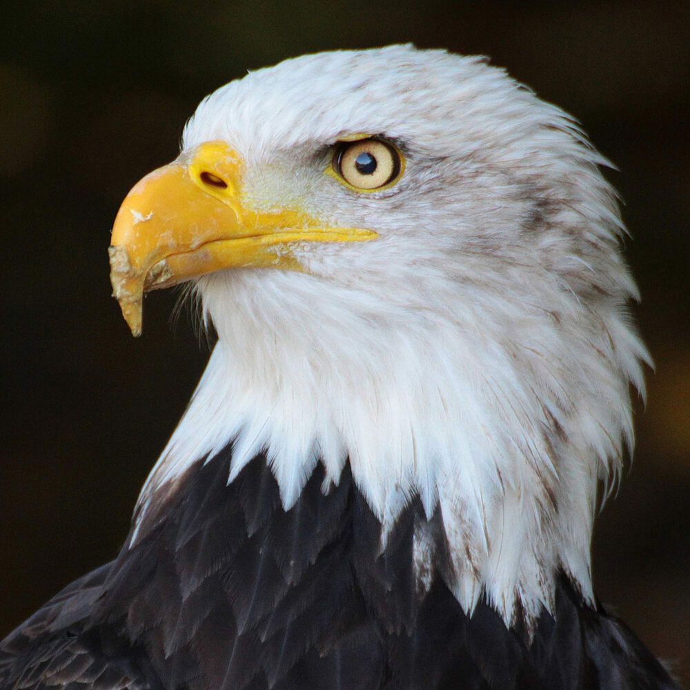 Gorra Aguila Blanco Chinitown image number 8.0