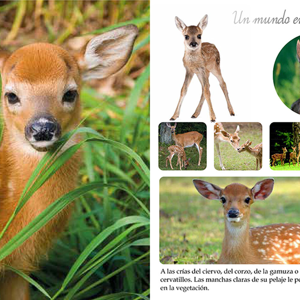 Los Animales Del Mundo image number 2.0