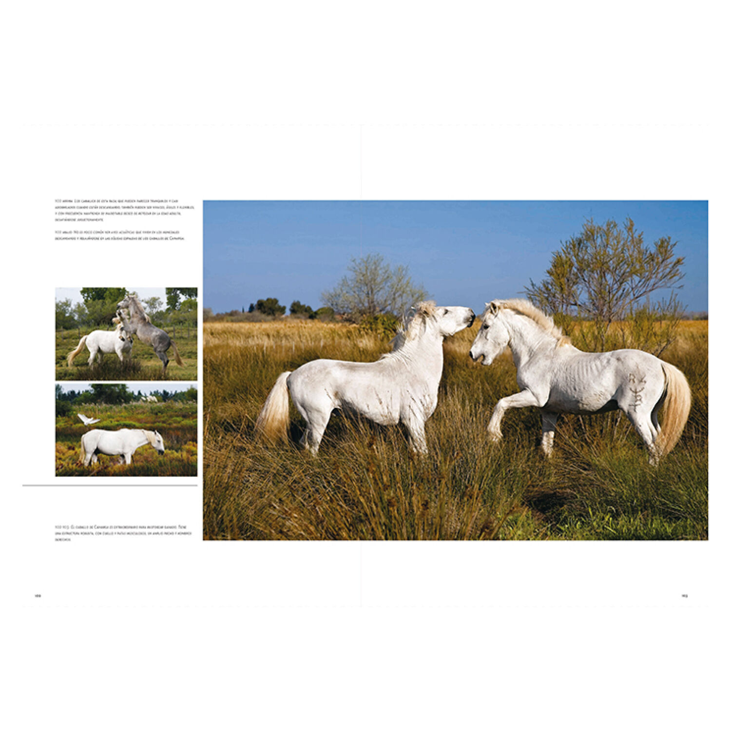 Caballos Razas Y Procedencias image number 4.0