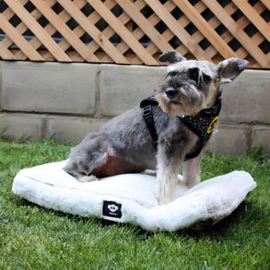 Colchon Cama Para Perro O Gato Anti-estr&eacute;s Lavable Brnx "xs" Invierno - Verano
