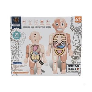 Modelo Anatomico Cuerpo Humano Didactico Organos 21 Pzs