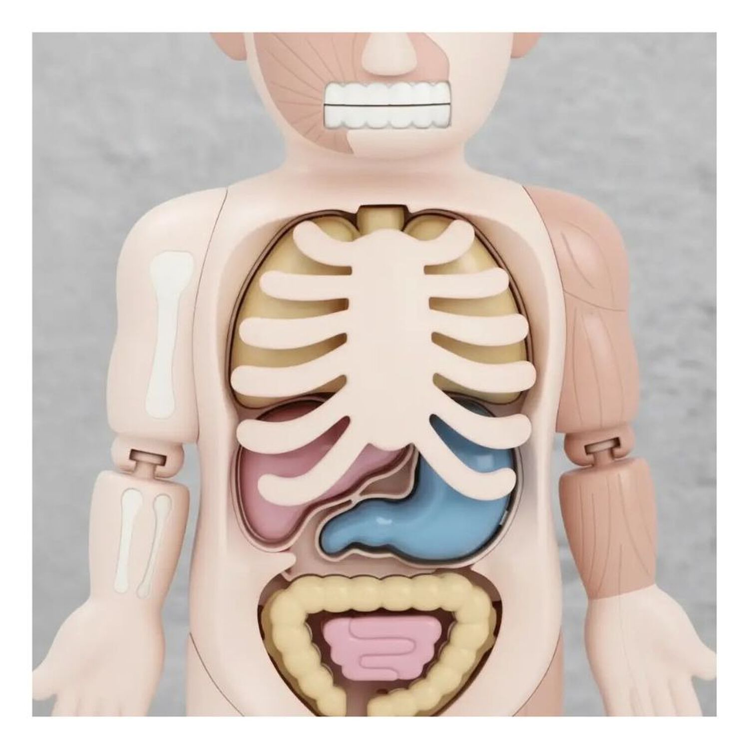 Modelo Anatomico Cuerpo Humano Didactico Organos 21 Pzs image number 6.0