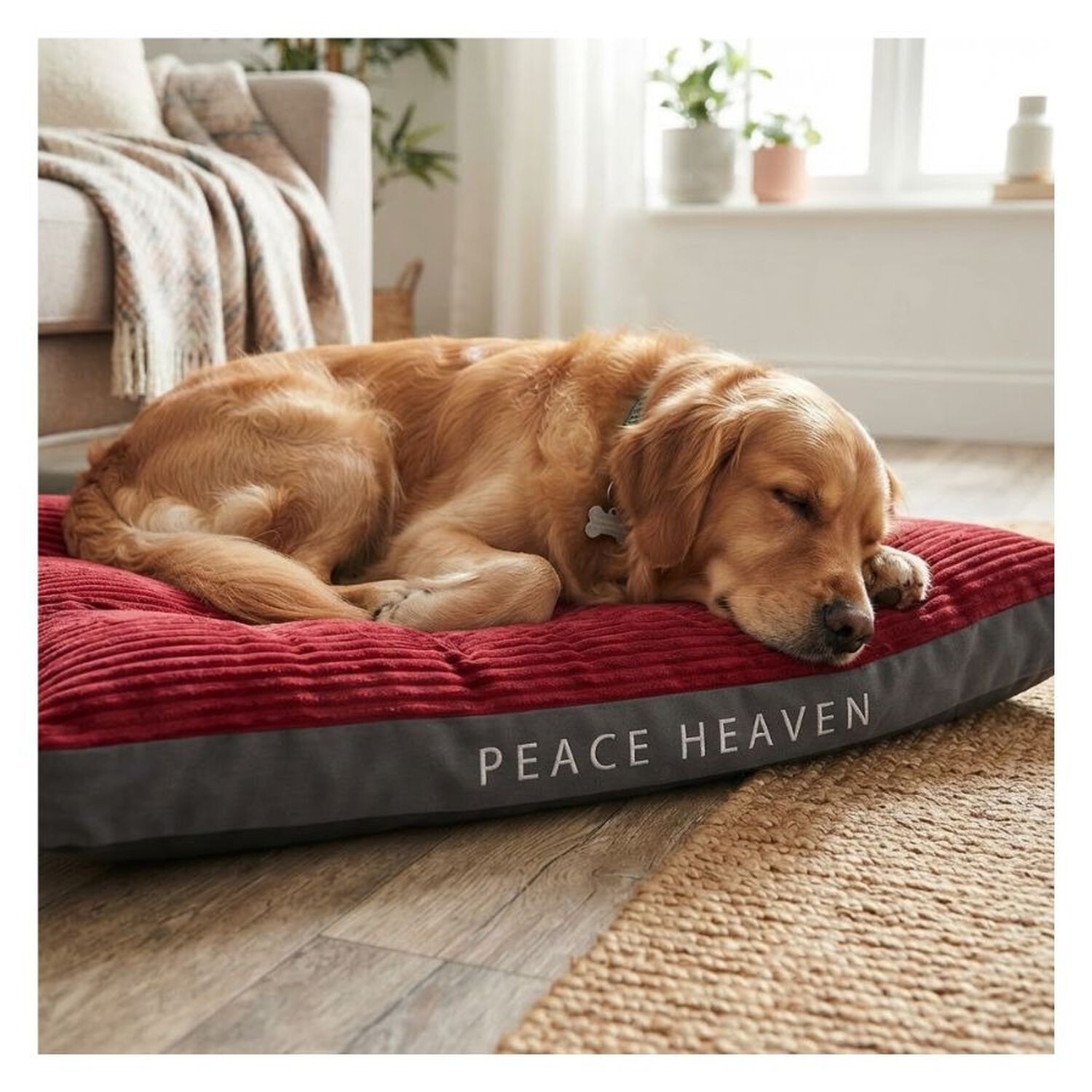 Cama Ortop&eacute;dica Premium Para Mascotas 90x115cm image number 4.0