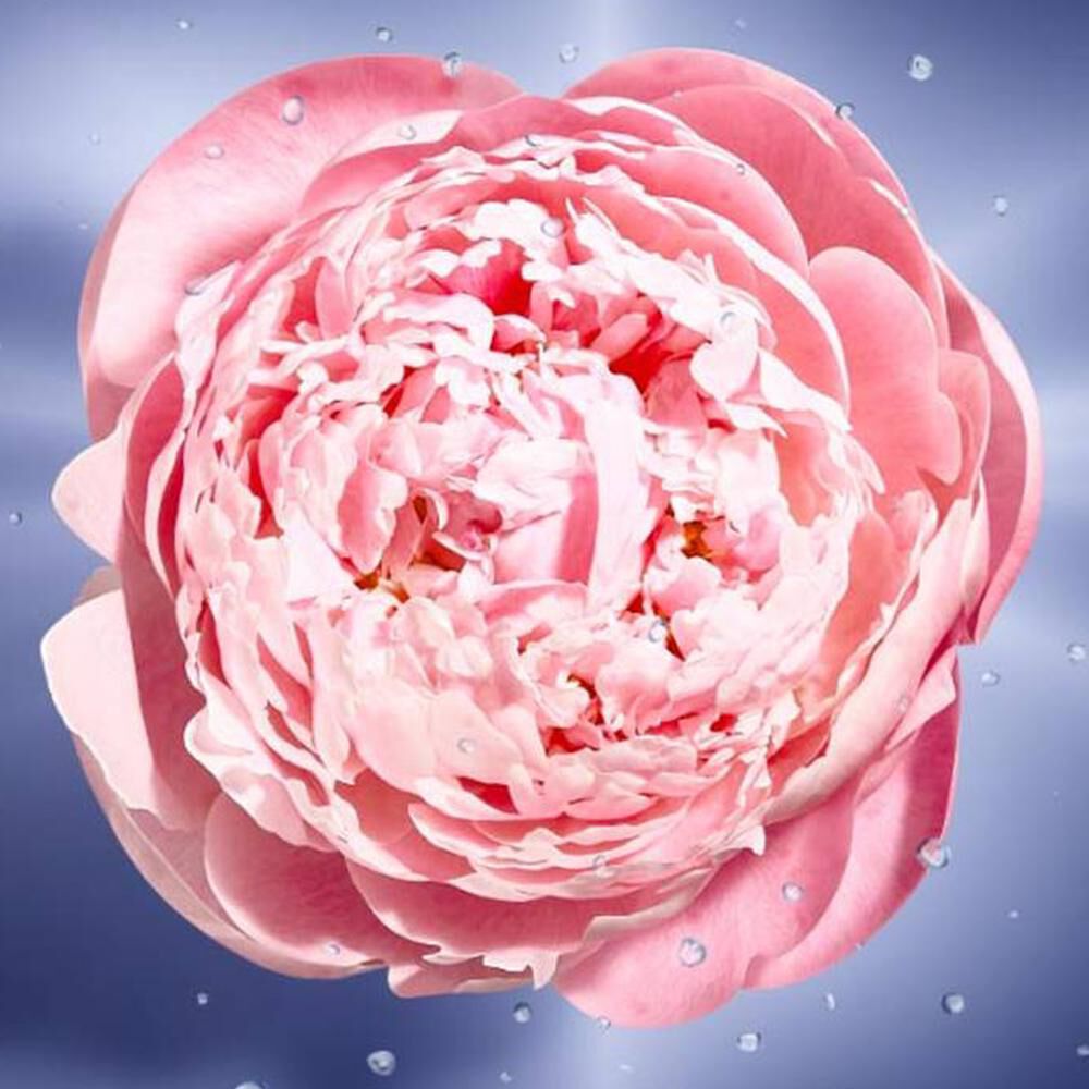 Perfume mujer La Vie Est Belle En Rose Lancome / 50 Ml / Edt image number 2.0