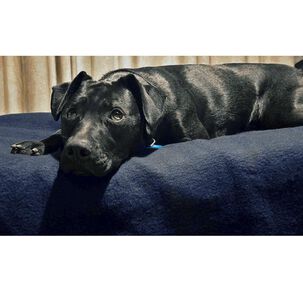 Frazada Andes Mascota Reciclada