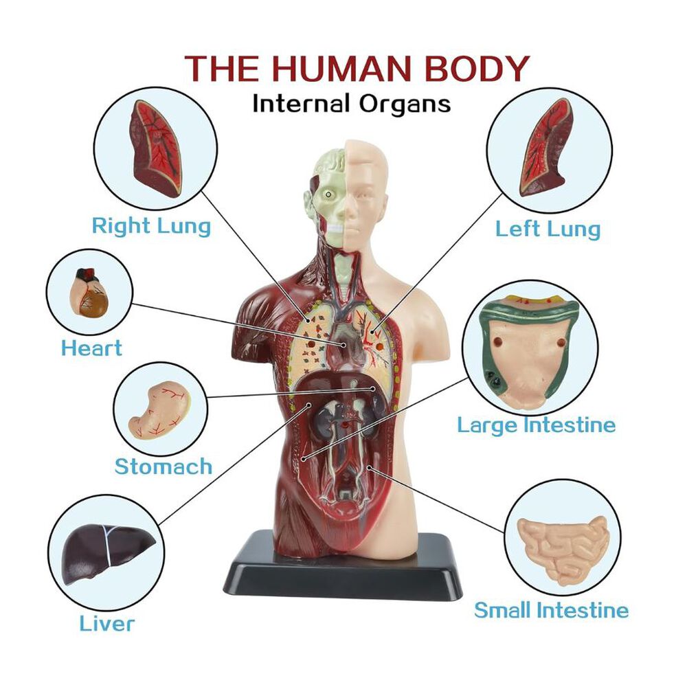 Kit Maqueta Organos Cuerpo Humano 3d Desmontable Educativo image number 2.0