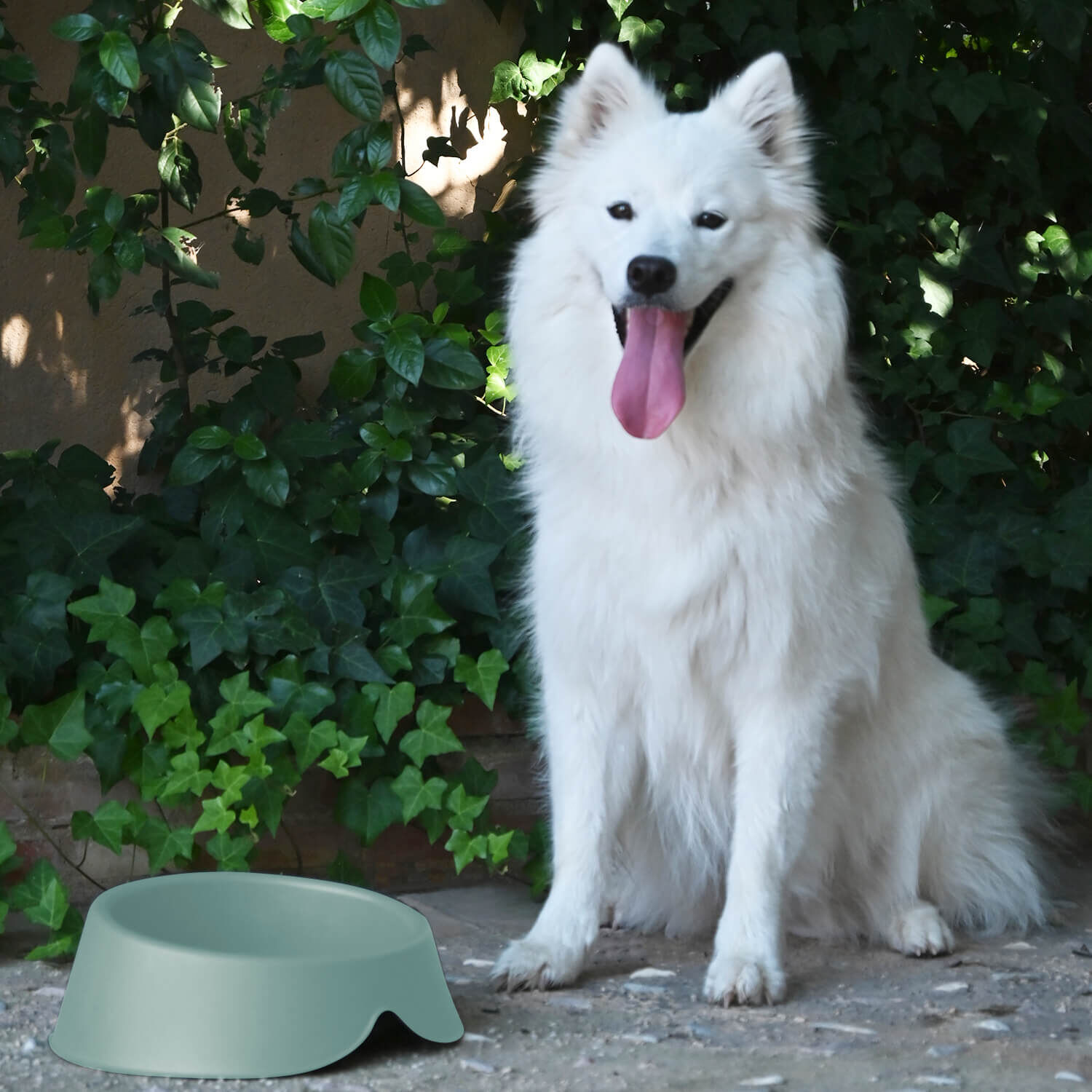Plato Comedero Bebedero Para Mascota Menta 1 L Cool Pets image number 5.0