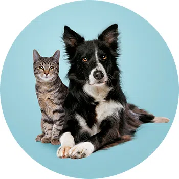 Mascotas